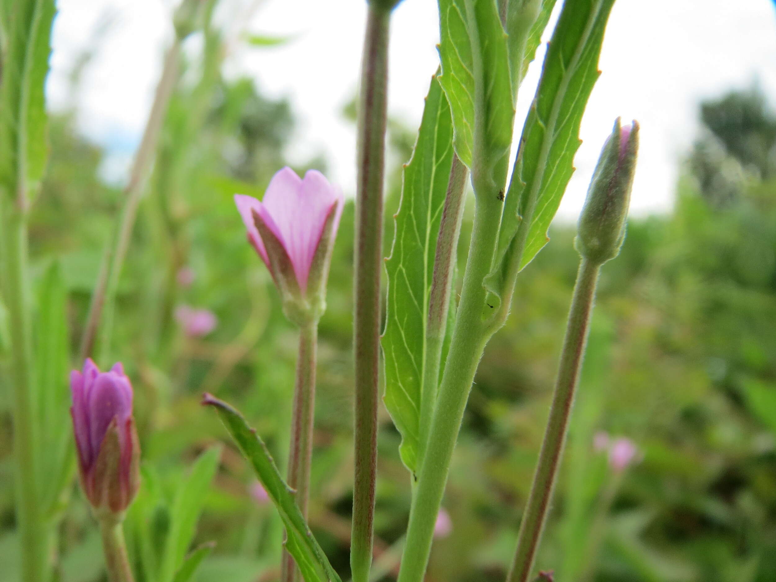 Image of american willowherb