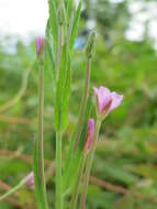 Image of american willowherb