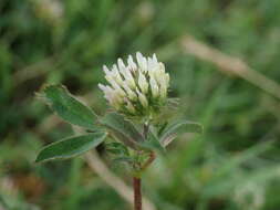 Слика од Trifolium squamosum L.
