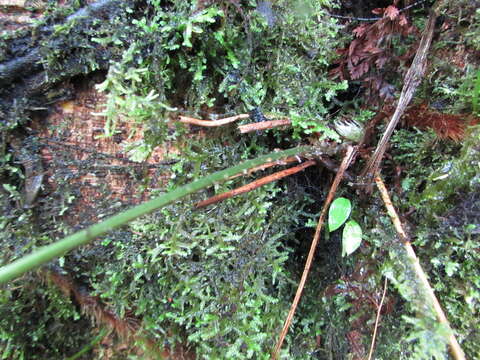 Image of Dryopteris patula (Sw.) Underw.