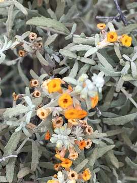 Image of Buddleja corrugata M. E. Jones