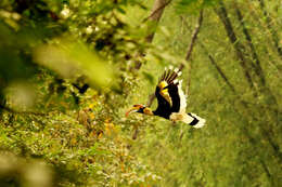 Image of Great Indian Hornbill