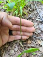 صورة Clitoria mariana var. mariana