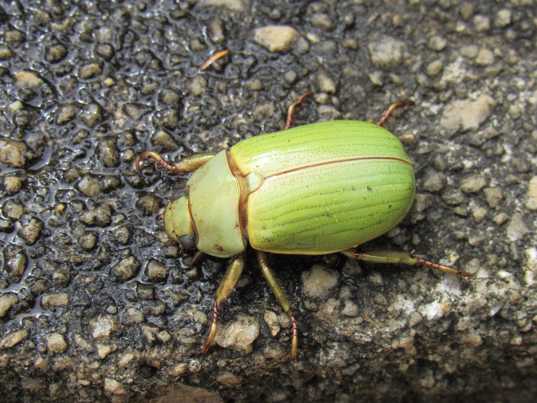 Image of Pelidnota semiaurata citripennis Burmeister 1844