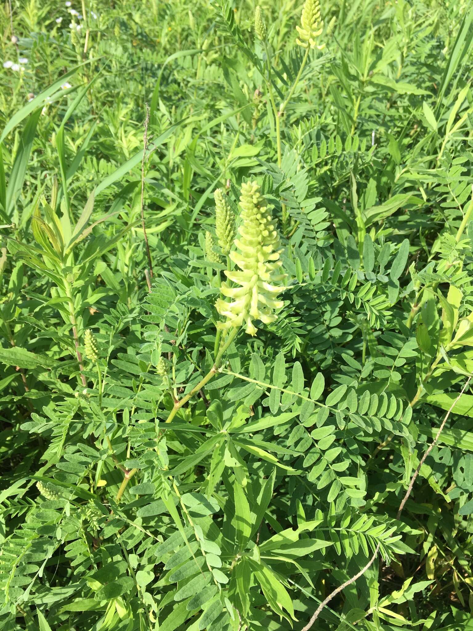 Astragalus canadensis L.的圖片