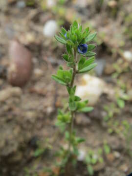 Image of common speedwell