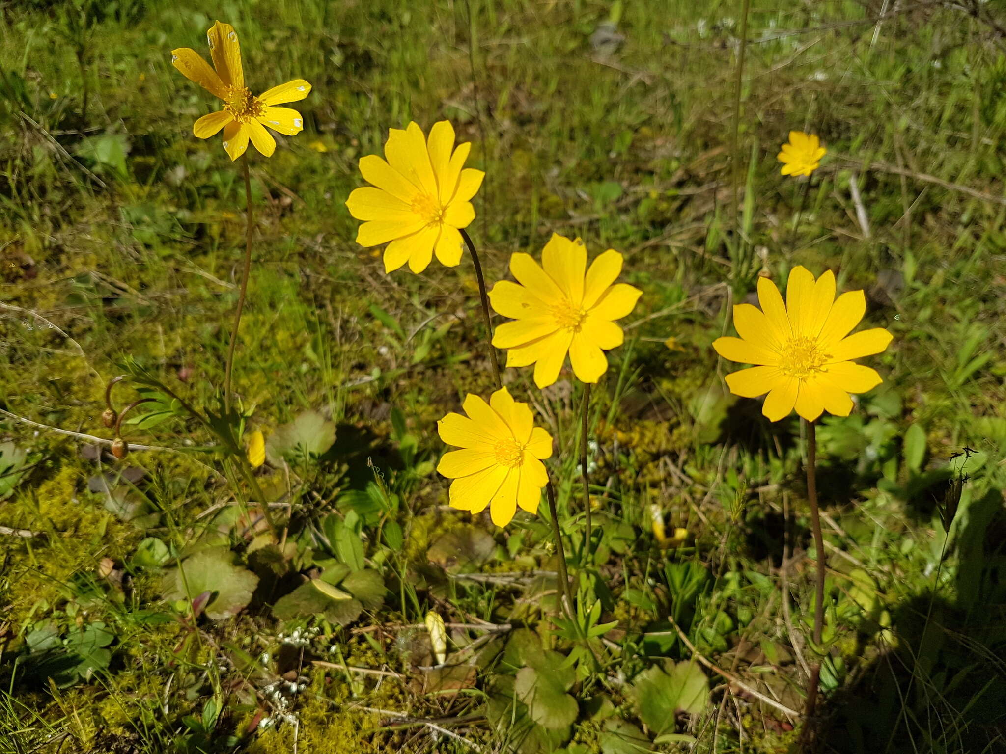 Image of Anemone palmata L.