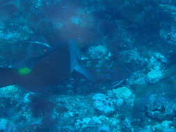 Image of West African Goatfish