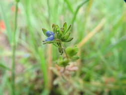 Image de Veronique des champs