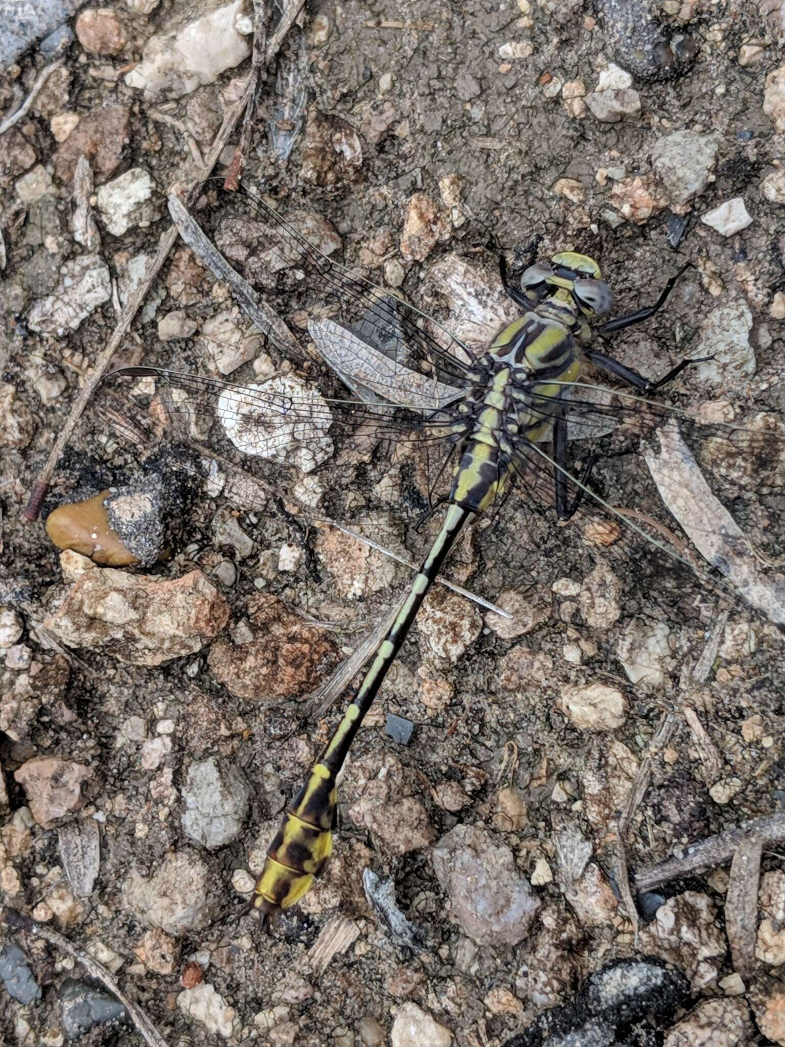 Image of Tamaulipan Clubtail