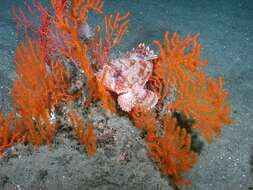 Image of California Scorpionfish