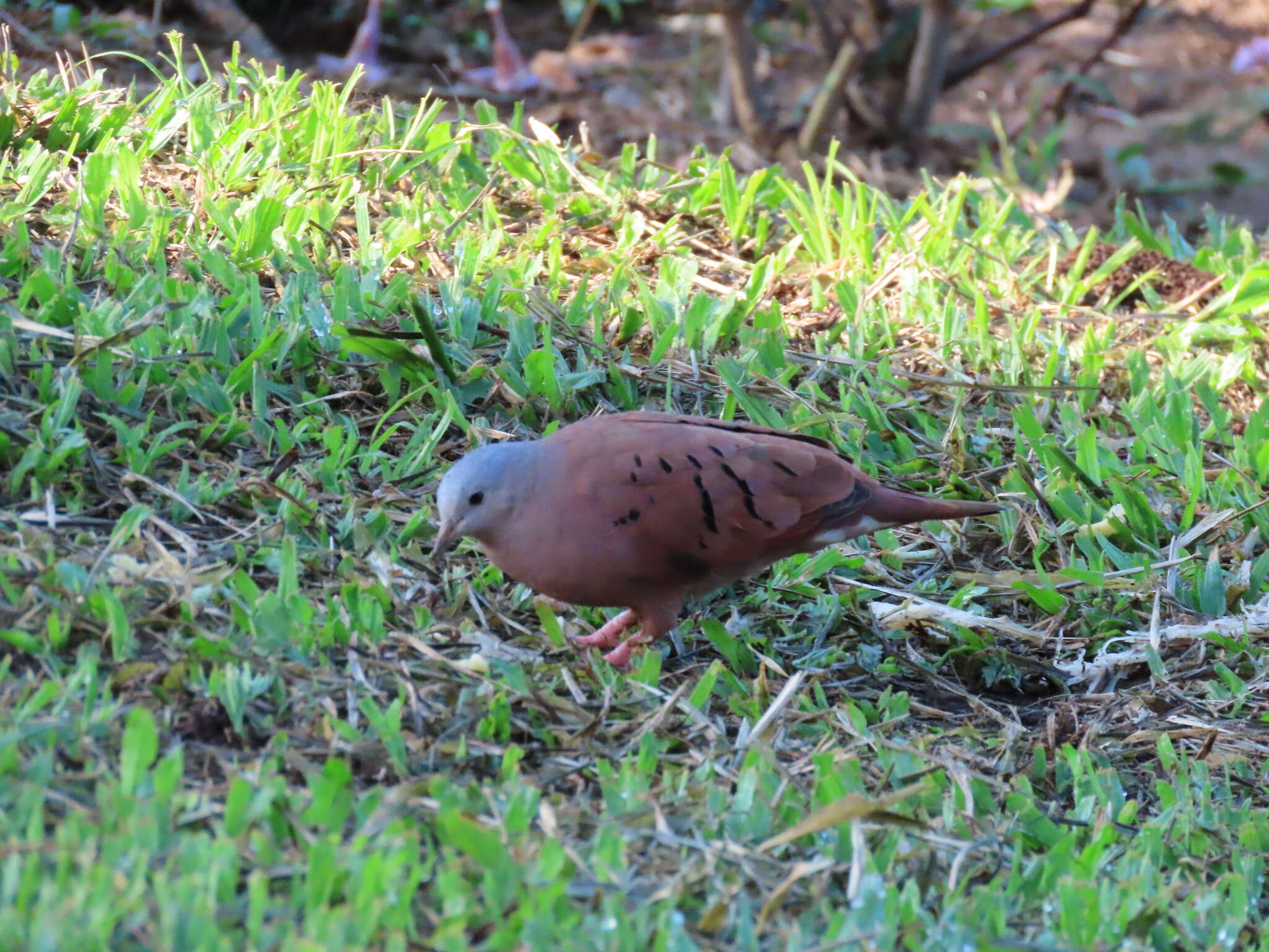 صورة Columbina talpacoti caucae (Chapman 1915)