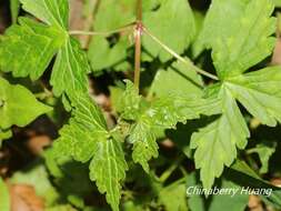 Image of Geranium wilfordii Maxim.