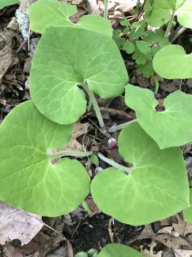 Image of Asarum canadense var. canadense