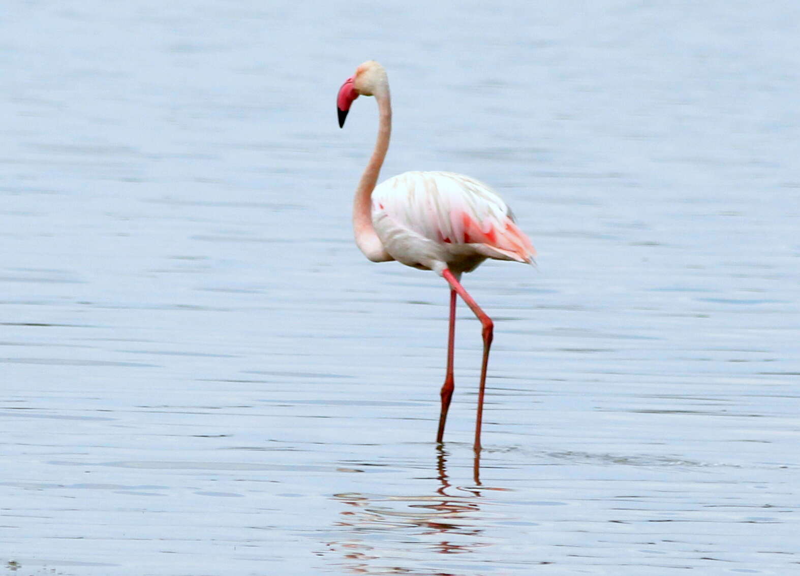 Imagem de Phoenicopterus roseus Pallas 1811