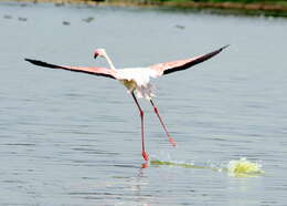 Imagem de Phoenicopterus roseus Pallas 1811