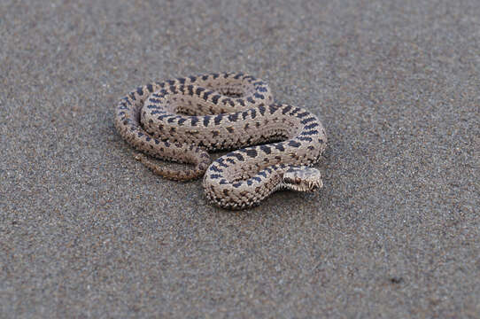 صورة Vipera berus sachalinensis Zarevsky 1917