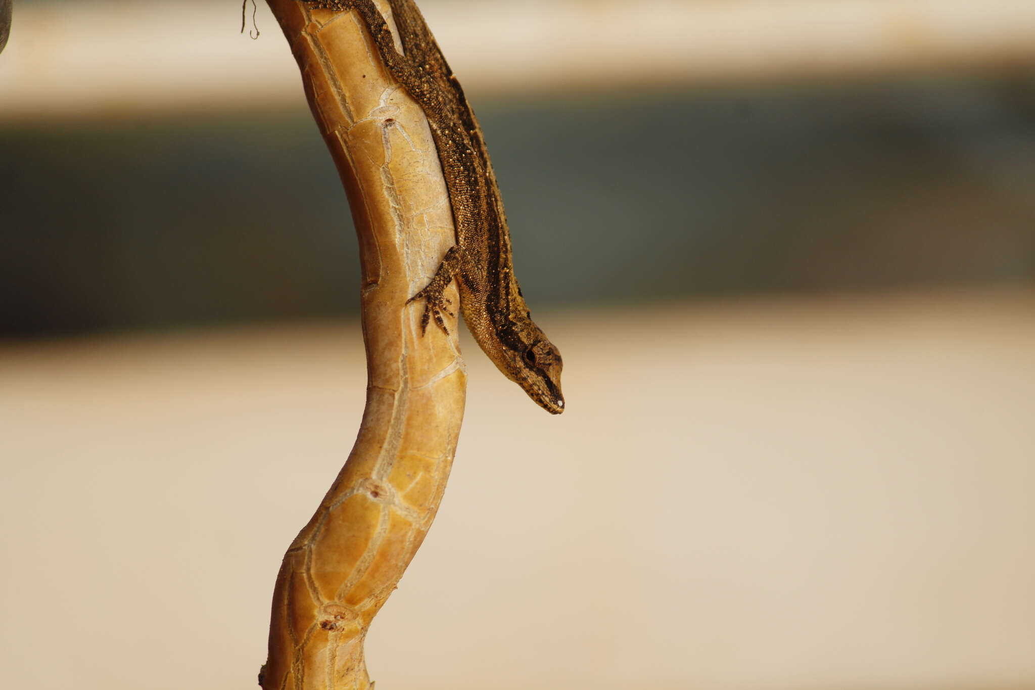 Image of White Anole