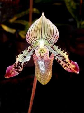 Image of Argus Paphiopedilum