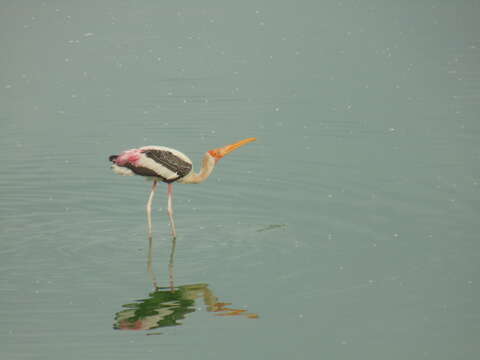Image of Painted Stork