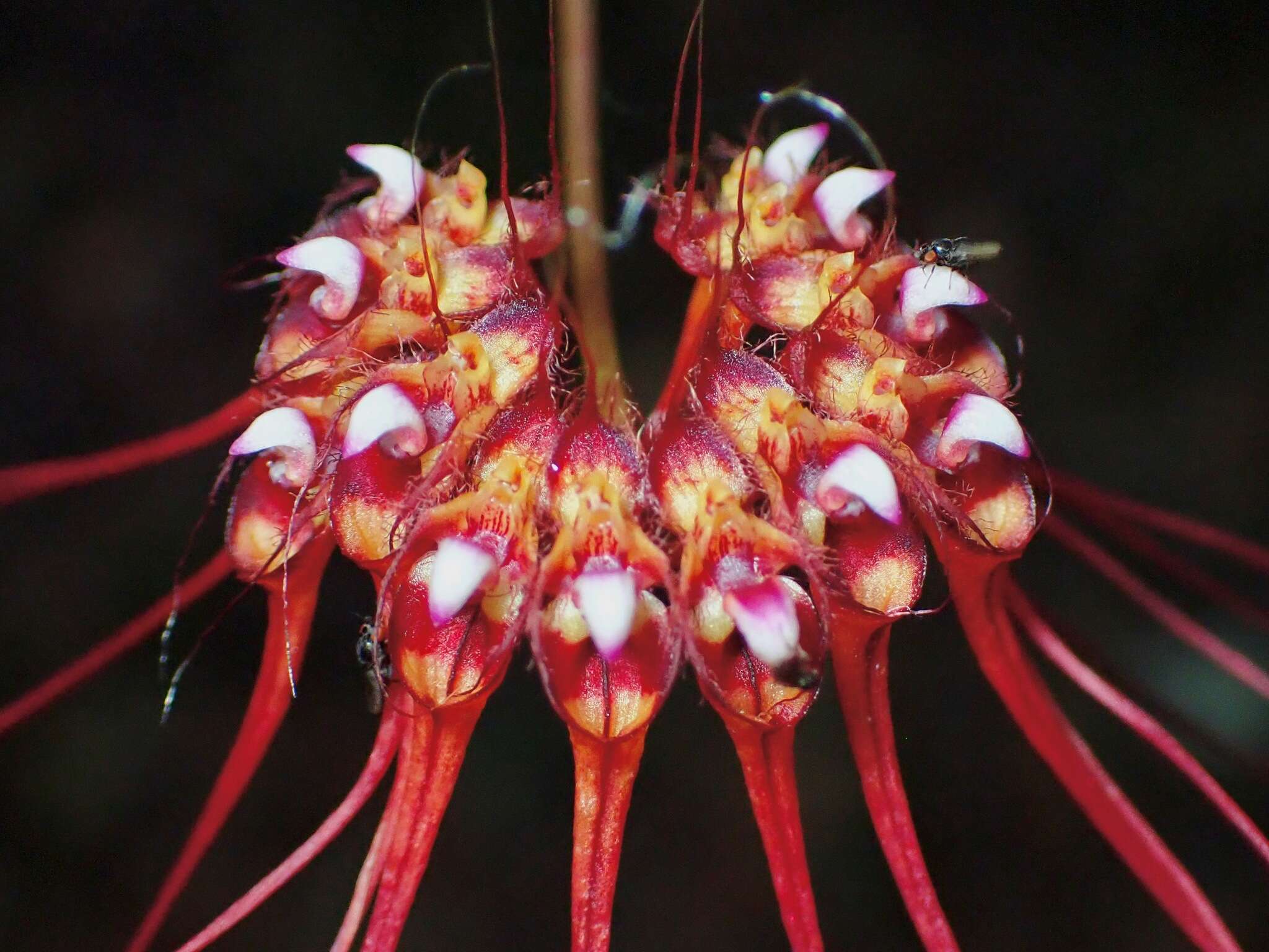 Image of Wispy umbrella orchid