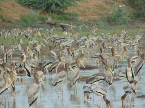 Image of Painted Stork