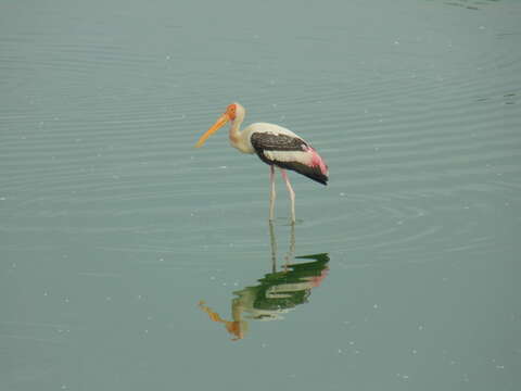 Image of Painted Stork