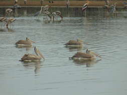 صورة Pelecanus philippensis Gmelin & JF 1789