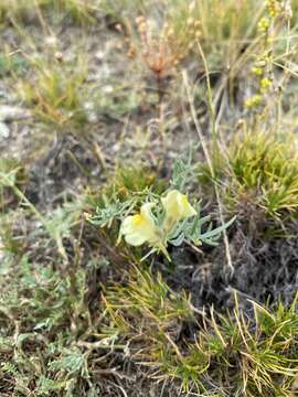 Image of Linaria buriatica Turcz.