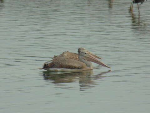 Image of Grey Pelican