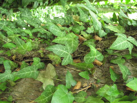 Image of English ivy