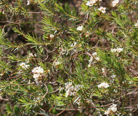 Image of Diosma hirsuta L.