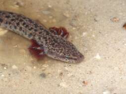 Image of Gulf Coast Waterdog