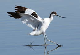 Image of avocet, pied avocet