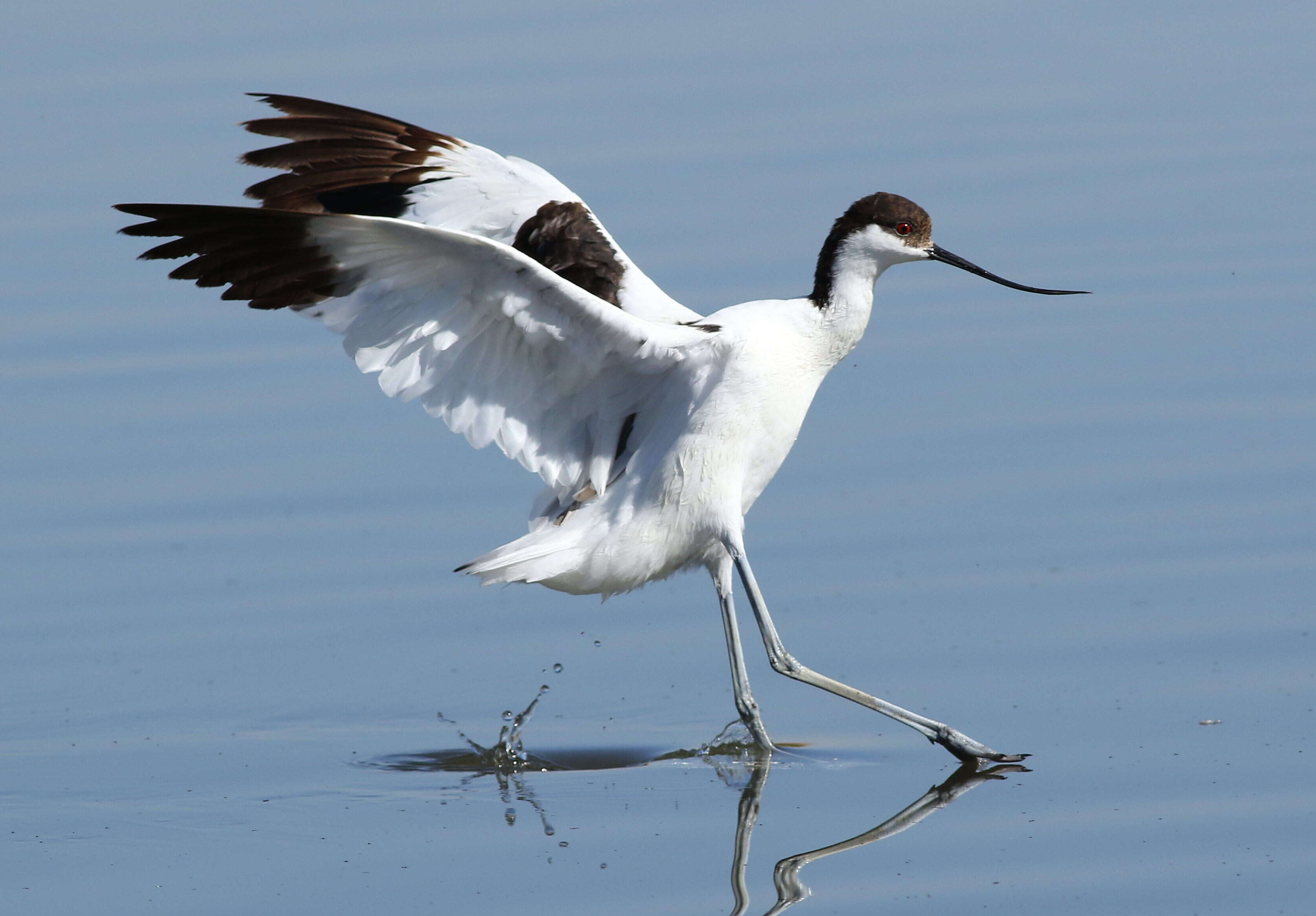 Image of avocet, pied avocet