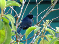 Image of White-lined Tanager