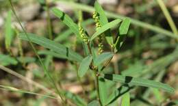 Image of Microstachys chamaelea (L.) Müll. Arg.