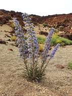 Слика од Echium auberianum Webb & Berth.