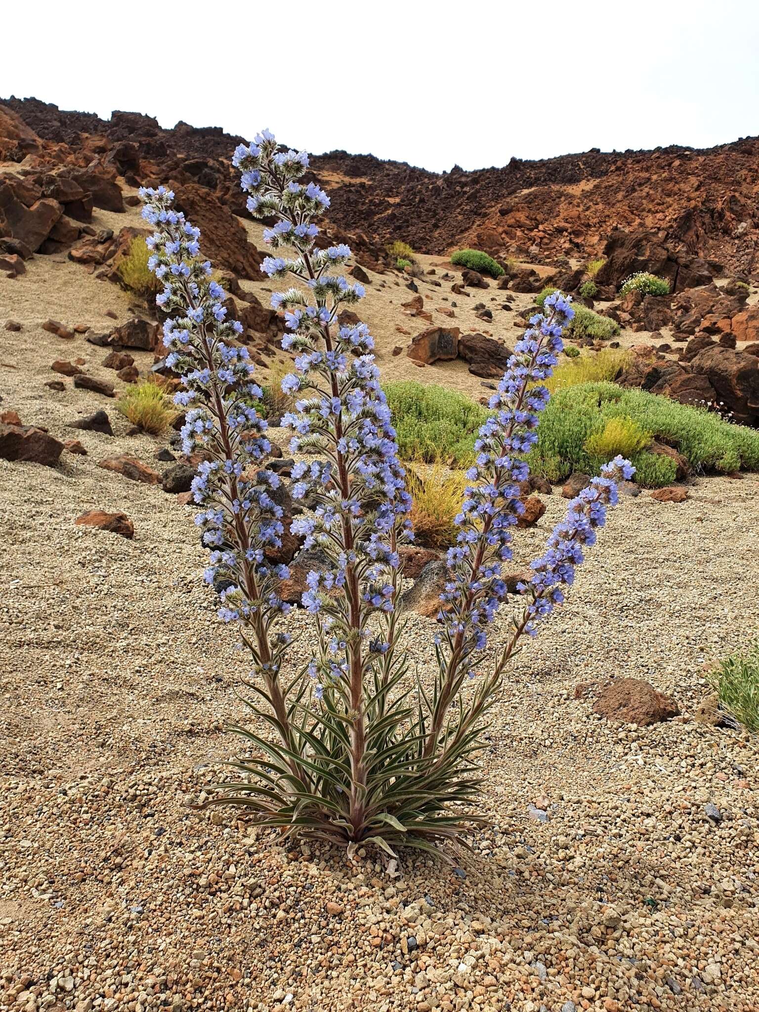 Echium auberianum Webb & Berth. resmi