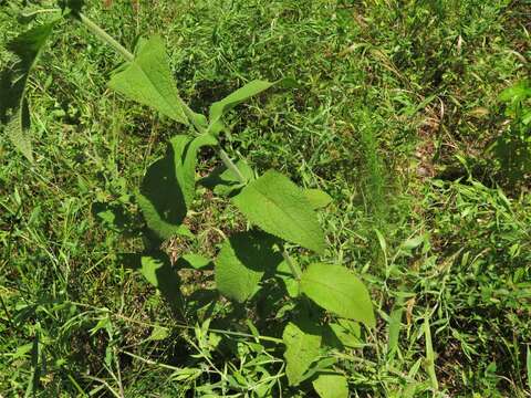 Image of thoroughwort