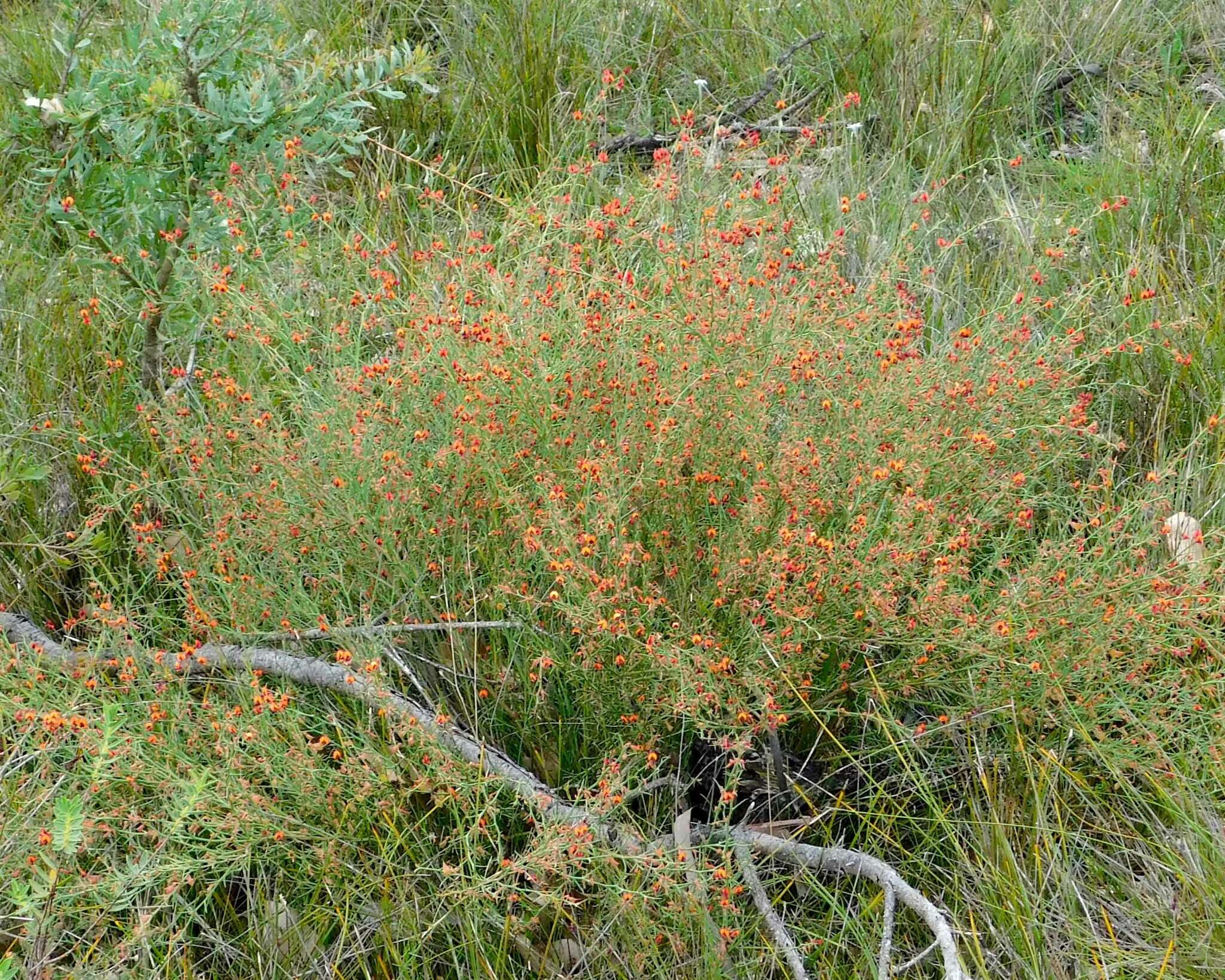 Image of Daviesia incrassata Sm.