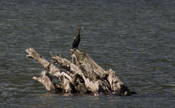 Image of Neotropic Cormorant