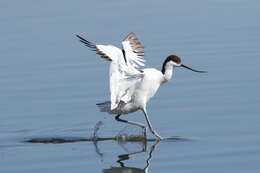 Image of avocet, pied avocet