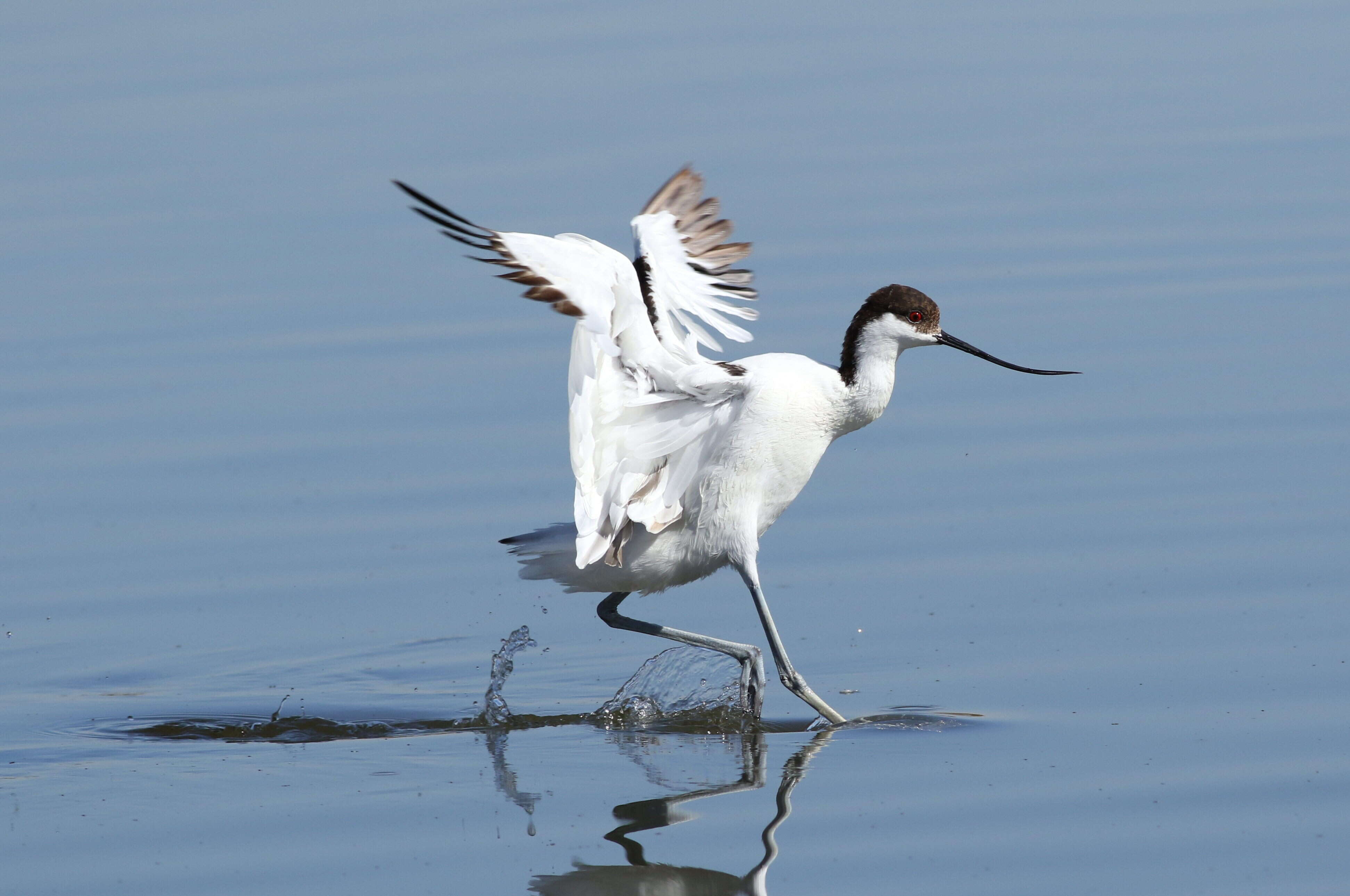 Image of avocet, pied avocet