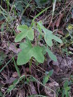 Слика од Passiflora exsudans Zucc.