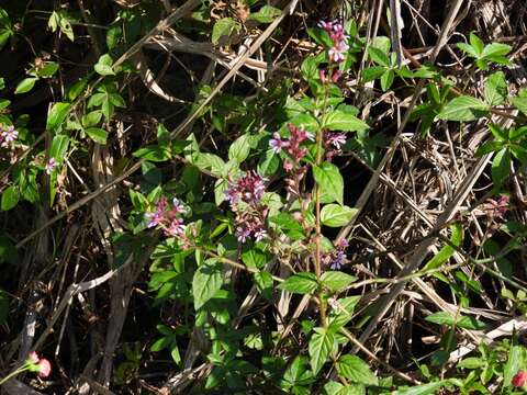 Imagem de Cuphea racemosa (L. fil.) Sprengel