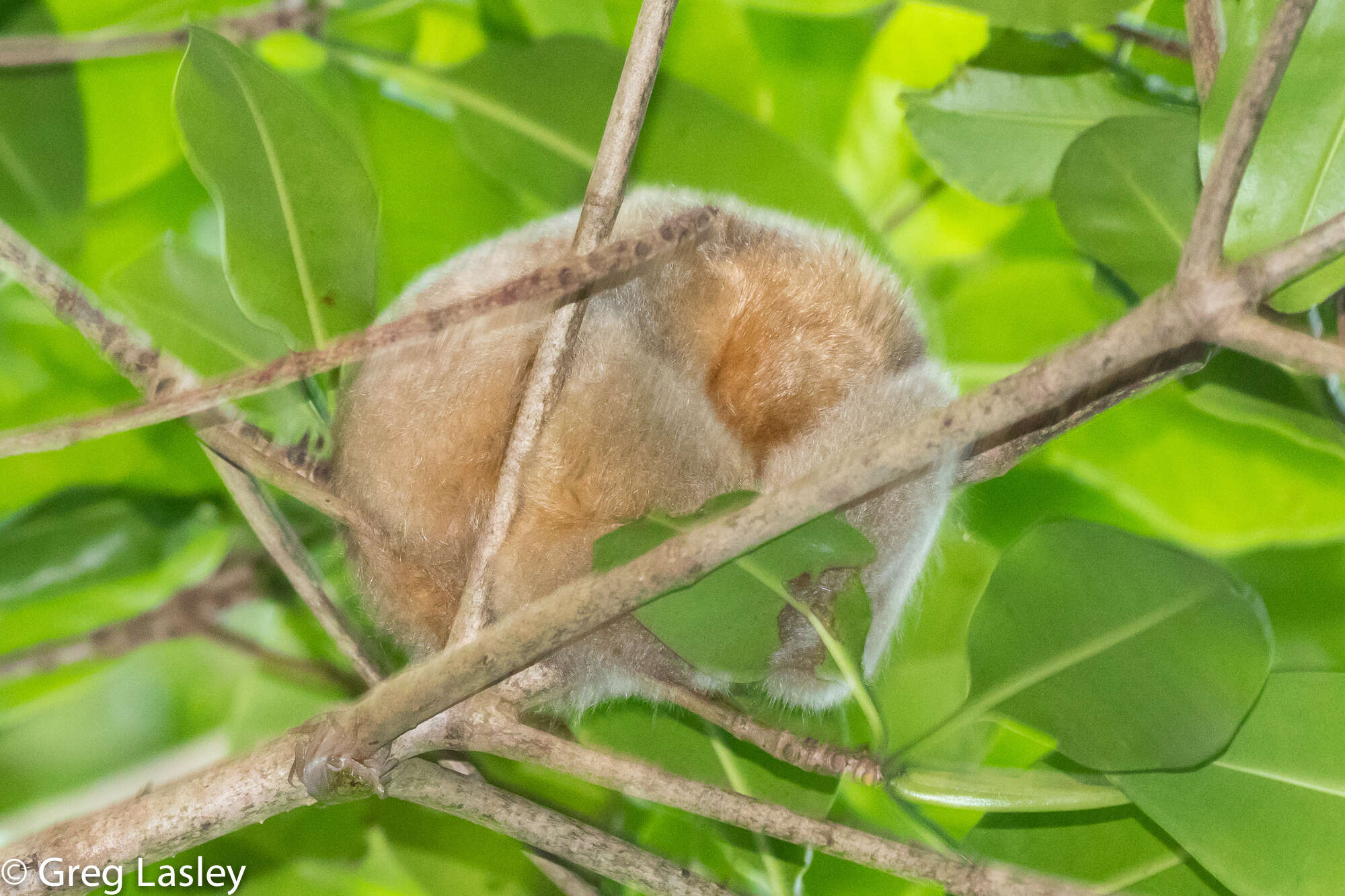 Image of silky anteaters