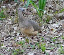 Image of Undulated Tinamou