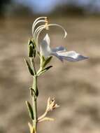 Image of Teucrium racemosum R. Br.