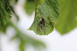 Image of Cranefly